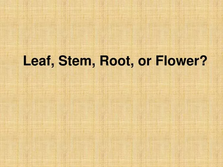 leaf stem root or flower