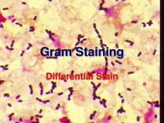 Gram Staining