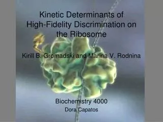 Kinetic Determinants of High-Fidelity Discrimination on the Ribosome