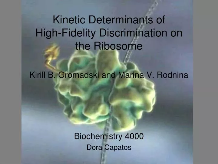 kinetic determinants of high fidelity discrimination on the ribosome