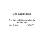 Cell Organelles - slide 1