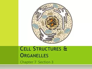 Cell Structures &amp; Organelles