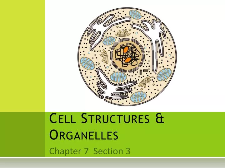 cell structures organelles