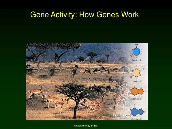 gene activity how genes work