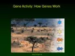 PPT - How Genes Work PowerPoint Presentation, free download - ID:671280