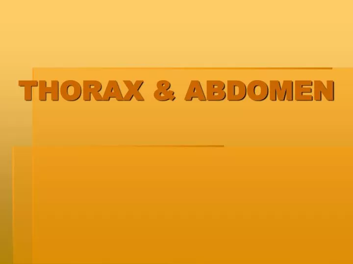 thorax abdomen