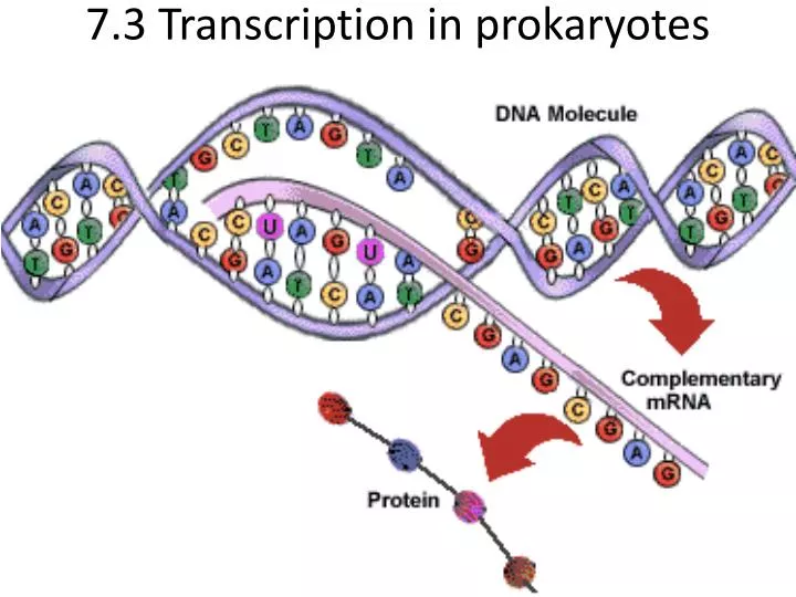 7 3 transcription in prokaryotes