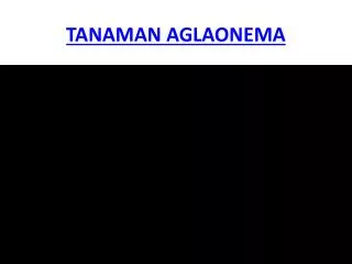 tanaman aglaonema