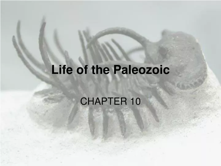 life of the paleozoic