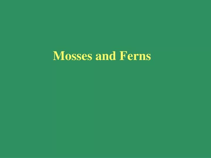 mosses and ferns