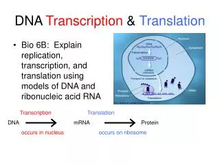 DNA Transcription &amp; Translation