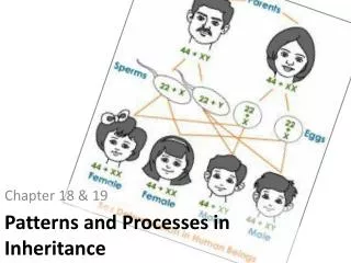 Patterns and Processes in Inheritance
