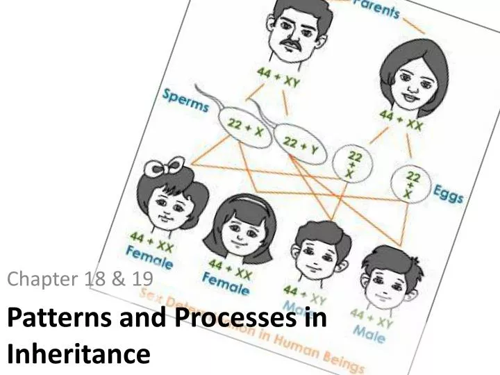 patterns and processes in inheritance