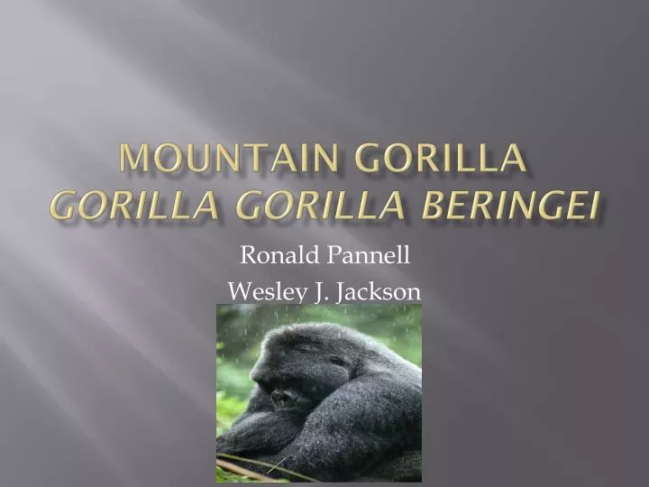 mountain gorilla gorilla gorilla beringei