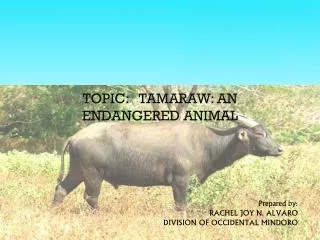 TOPIC: TAMARAW: AN ENDANGERED ANIMAL