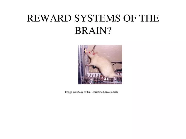 reward systems of the brain