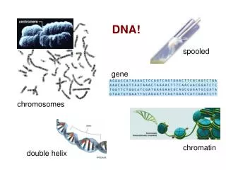DNA!