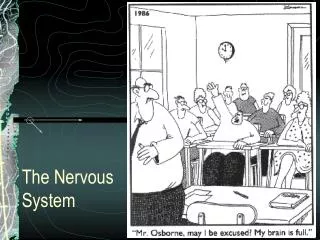 The Nervous System