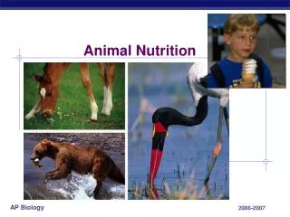 Animal Nutrition