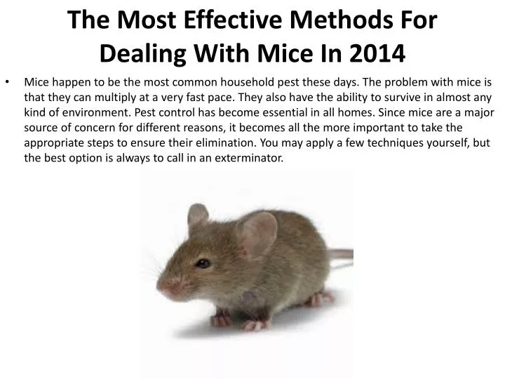 the most effective methods for dealing with mice in 2014