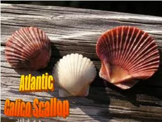 Atlantic Calico Scallop