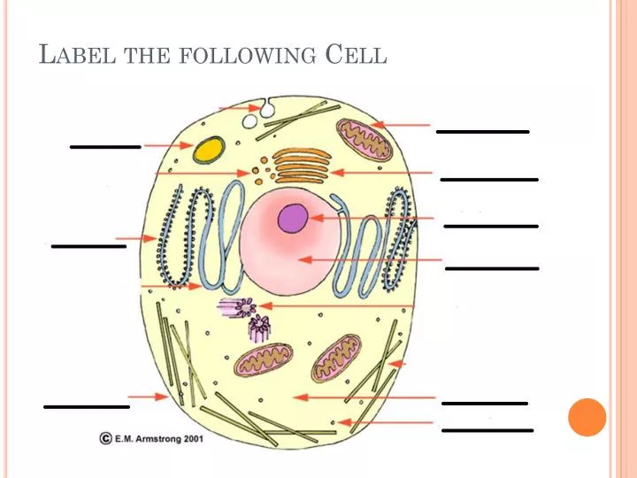 label the following cell