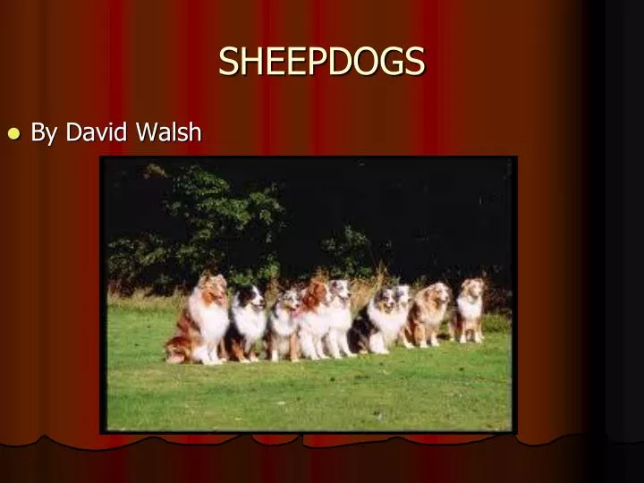 sheepdogs