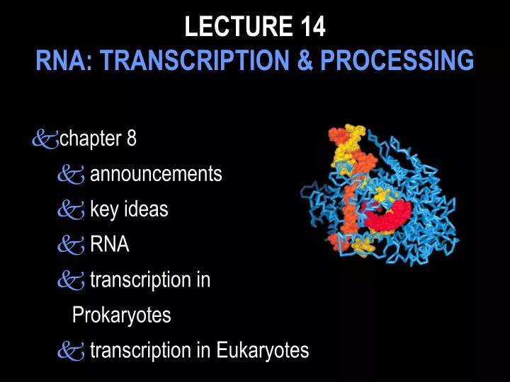 lecture 14 rna transcription processing