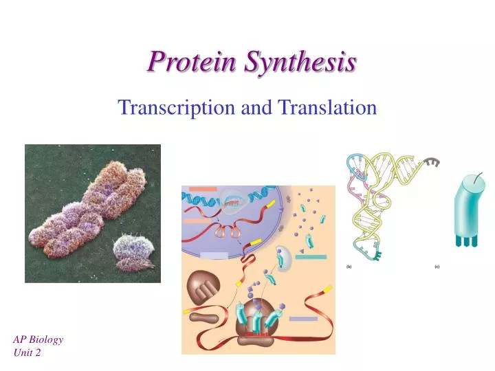 protein synthesis