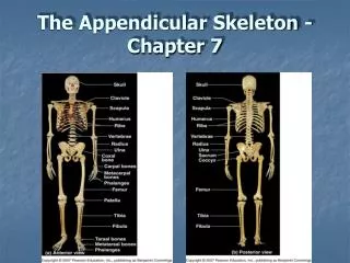 the appendicular skeleton chapter 7