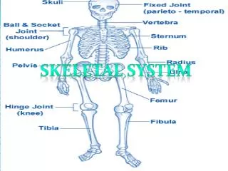 SKELETAL system