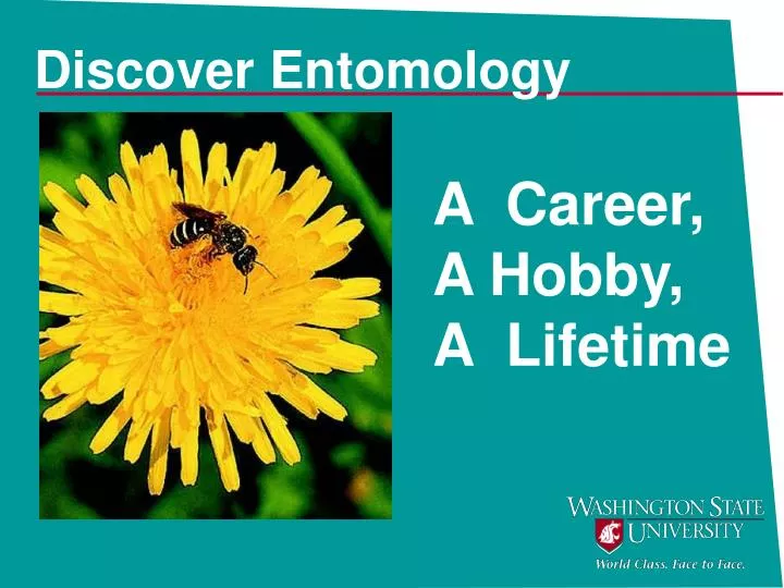 discover entomology