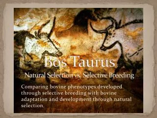 Bos Taurus Natural Selection vs. Selective Breeding