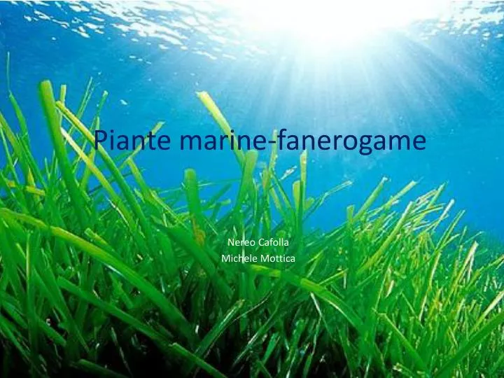 piante marine fanerogame