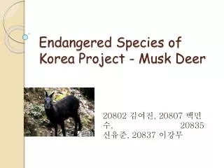 Endangered Species of Korea Project - Musk Deer