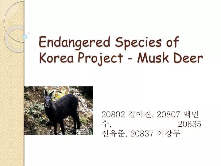 endangered species of korea project musk deer