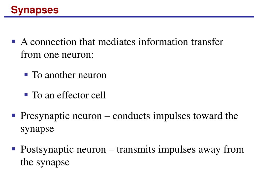 PPT - Synapses PowerPoint Presentation, free download - ID:3150839