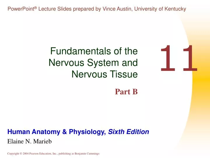 fundamentals of the nervous system and nervous tissue part b