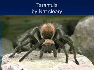 Tarantula by Nat cleary