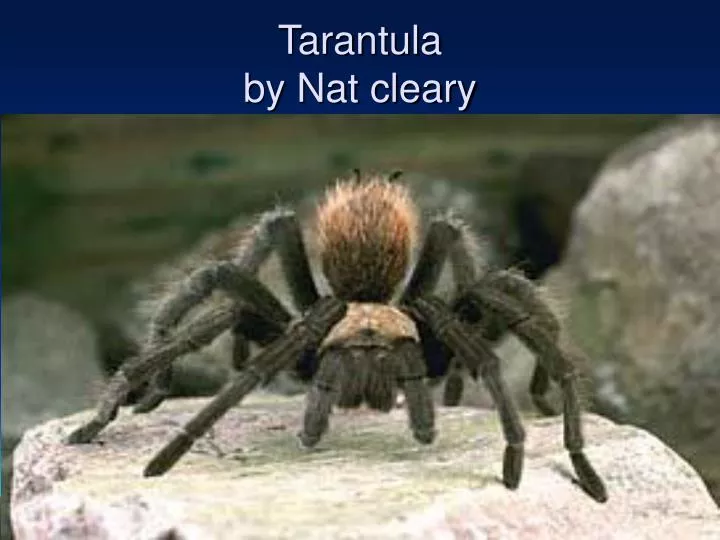 tarantula by nat cleary