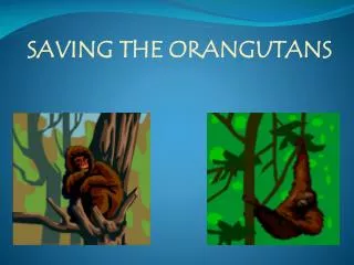 SAVING THE ORANGUTANS