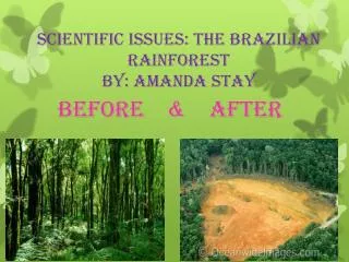 Scientific issues: The Brazilian Rainforest By: Amanda Stay