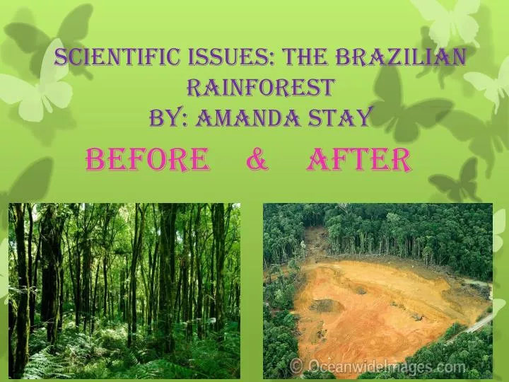 scientific issues the brazilian rainforest by amanda stay