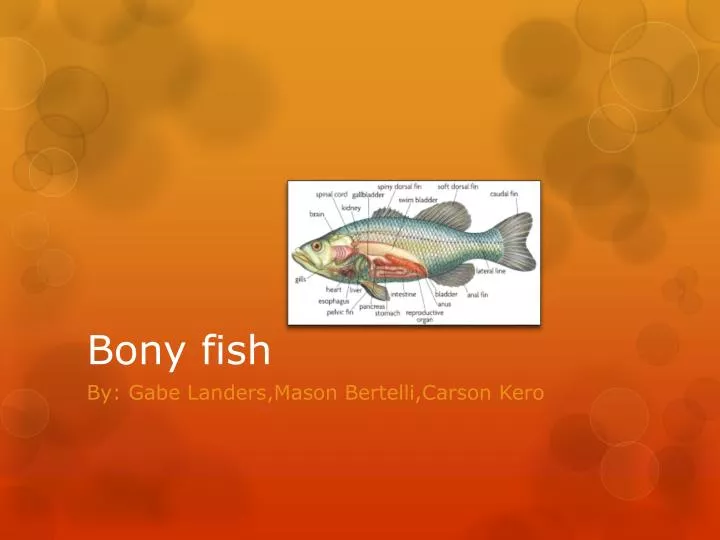 bony fish