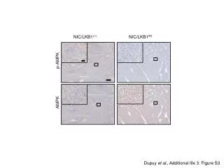 Dupuy et al ., Additional file 3: Figure S3