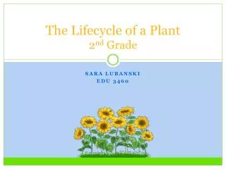 The Lifecycle of a Plant 2 nd Grade