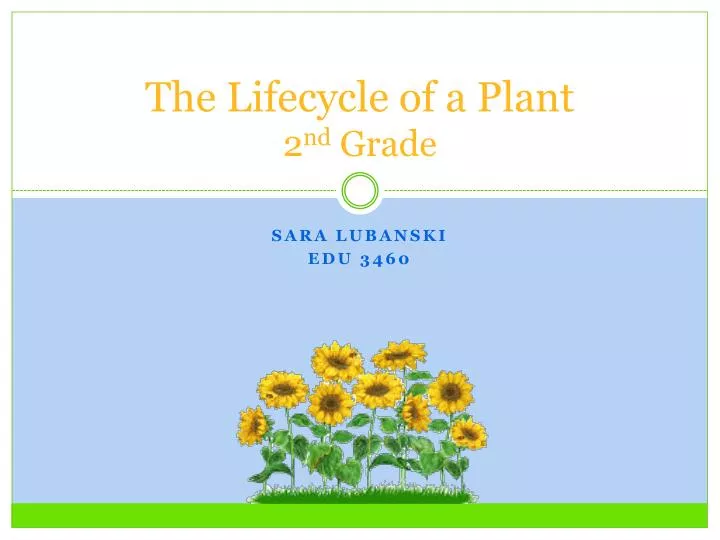 the lifecycle of a plant 2 nd grade
