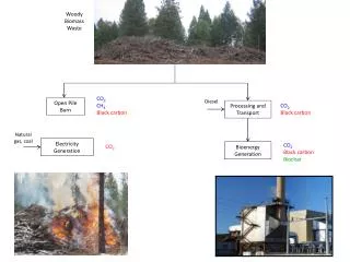 Woody Biomass Waste