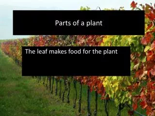 Parts of a plant