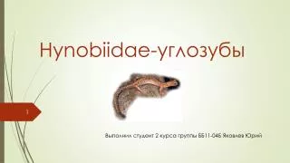 Hynobiidae - углозубы